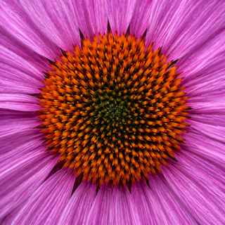 Echinacea