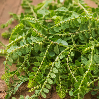 Phyllanthus Niruri