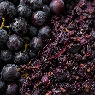 Vitis Vinifera